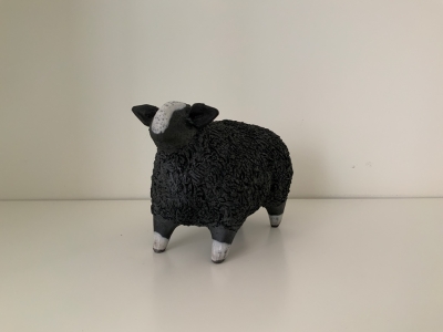 Zwartble Sheep