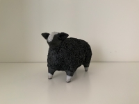 Zwartble Sheep